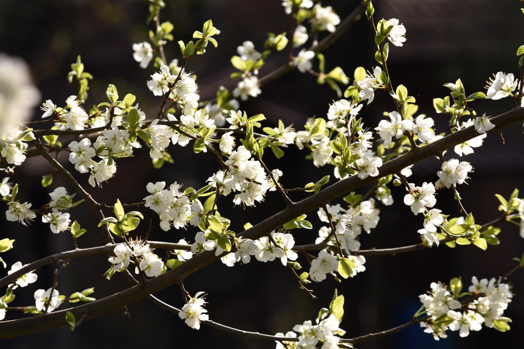 Garten Frühling2019 4