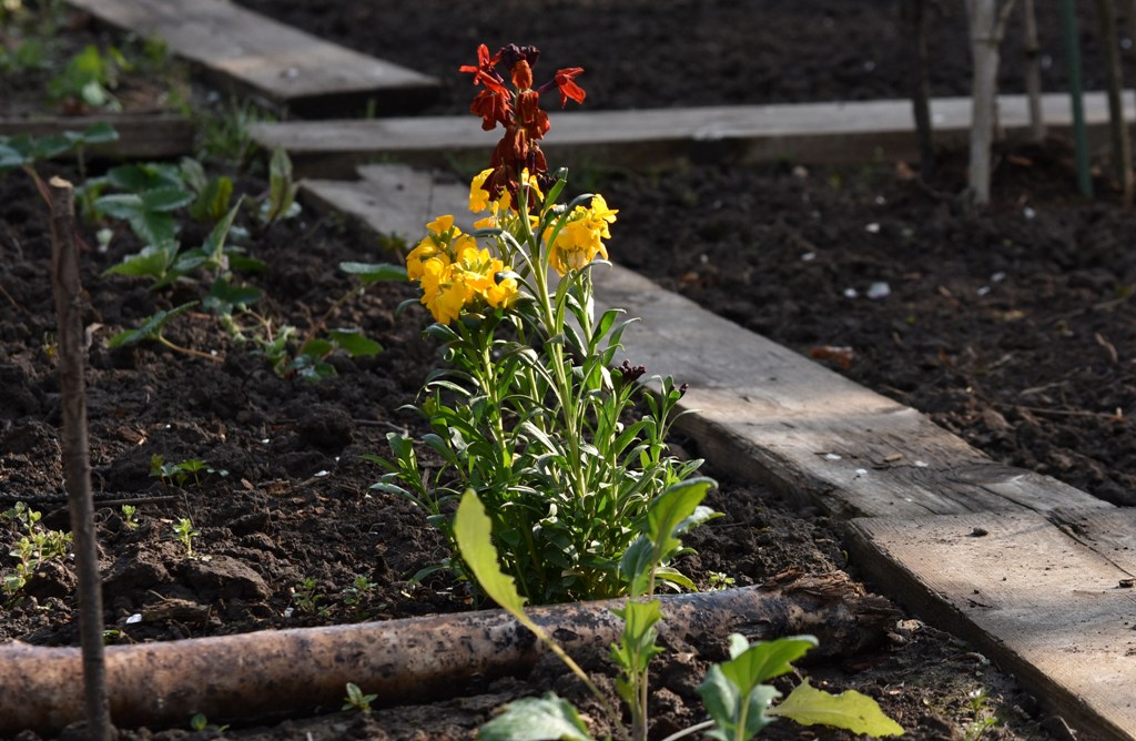 Garten Frühling2019 6