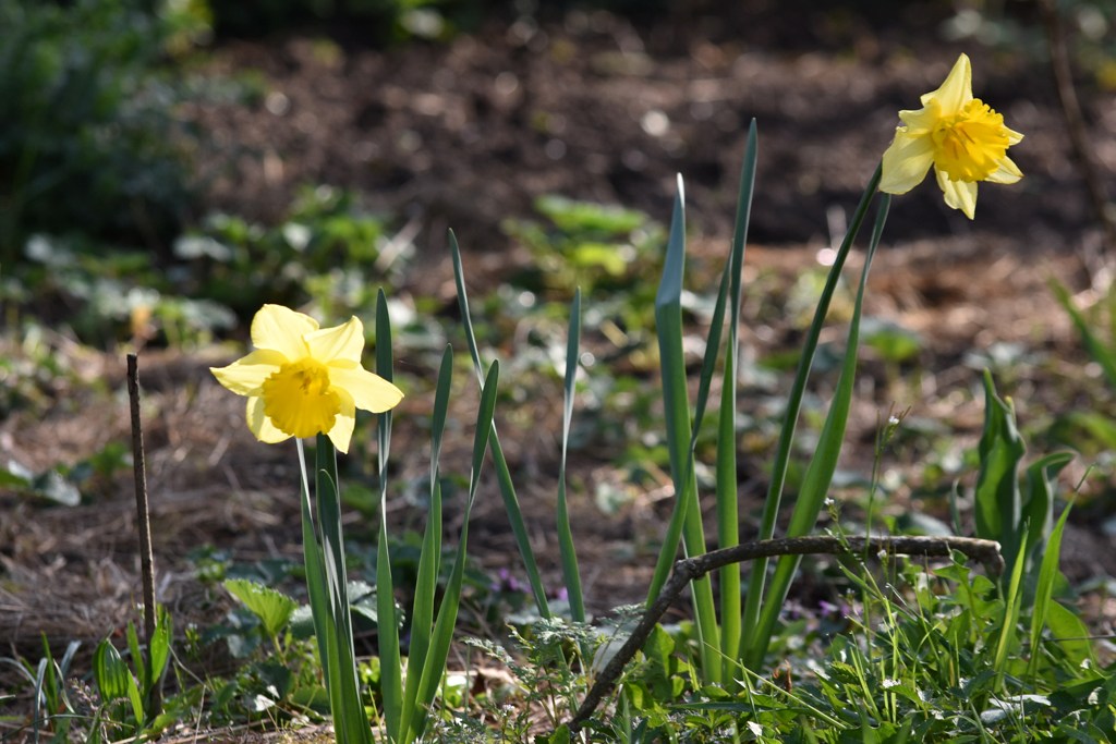 Garten Frühling2019 8