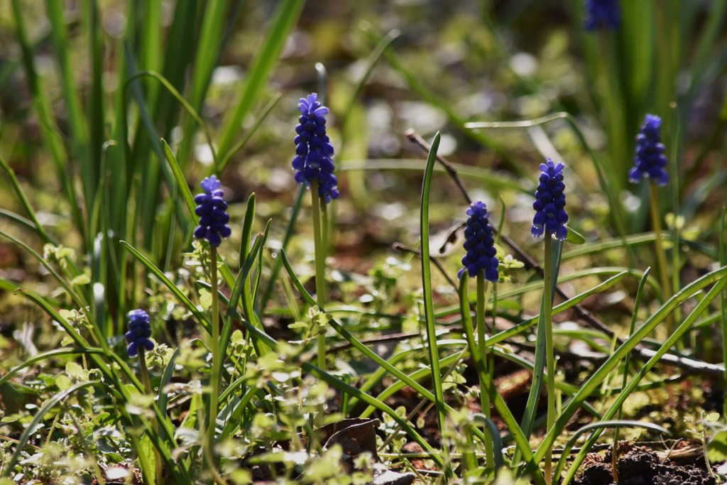 Garten Frühling2019 9